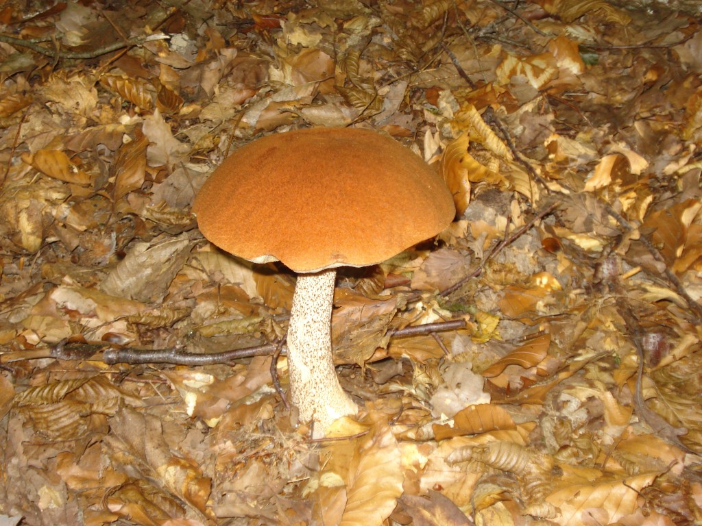 DSC06290.jpg