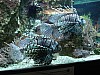 aquarium (15).jpg